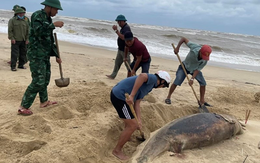 Thi thể cá ông dạt vào bờ biển Nhật Lệ