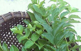 Cây dại ở bờ rào hóa "mỏ vàng", hái lá bán đều tay, thành đặc sản lạ nổi tiếng