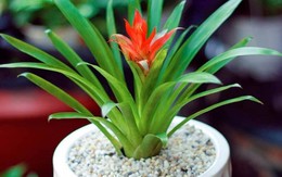 Cây thu hút tài lộc phong thuỷ theo tuổi và vị trí, giúp gia chủ phú quý, sung túc