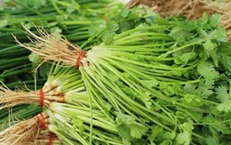 Nhiều người sai lầm khi bảo quản rau mùi trong tủ lạnh: Đầu bếp nhà hàng hướng dẫn 1 mẹo giữ rau mùi tươi lâu