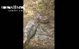 Nhìn ra vườn, người dân phát hiện cảnh tượng nổi da gà