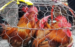 Cách phân biệt gà non và gà già khi mua gà sống