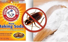 Diệt gián bằng baking soda sao cho hiệu quả