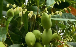 Thứ quả chua chát mùa nước nổi miền Tây, một khi đã nếm khó lòng quên