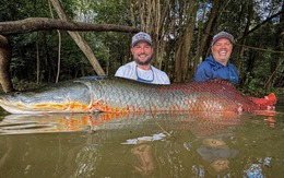 Cần thủ câu được con cá khổng lồ dài 2,2 mét, nặng 130kg trên sông