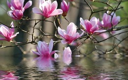 Ngày sinh Âm lịch của người sớm đạt tự do tài chính