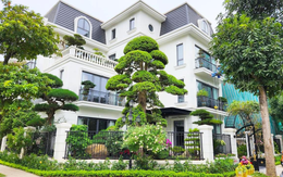 Cây tùng hợp với gia chủ mệnh nào? Ý nghĩa trong phong thủy