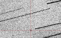 Người đàn ông 39 tuổi tử vong vì bị kiến cắn khi đang tỉa cây