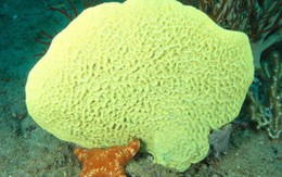 Loài vật này giống "thủy tổ" của chúng ta nhất