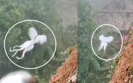 Thực hư đàn 'phượng hoàng trắng' bất ngờ xuất hiện, bay lượn giữa trời: Ở Việt Nam cũng có loài này