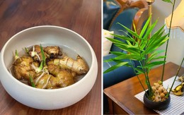Đặt chậu gừng phong thủy trên bàn làm việc và trong nhà giúp thu hút năng lượng tốt, gia tăng tài lộc phú quý về