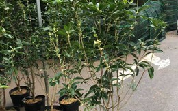 Cây cảnh phong thủy nhà giàu ưa chuộng trồng trước cửa nhà: Vừa đẹp, vừa dùng uống trà tốt cho sức khỏe