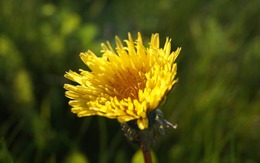 Tháng sinh Âm lịch của người bản lĩnh, càng khó khăn càng mạnh mẽ