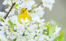 5 số cuối ngày sinh Âm lịch đặc biệt tốt lành: Càng lớn tuổi càng nhiều phúc