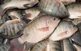 Loại cá được ví như "gà nước" do thịt trắng: Người Mỹ cực yêu thích, chợ Việt bán rẻ, sẵn quanh năm