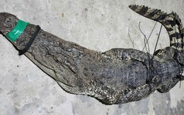 Thấy lưới rung dữ, người đàn ông hoảng hốt phát hiện cá sấu quẫy bên trong