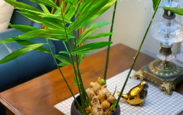 Chơi chậu gừng phong thủy: Cách chăm ra hoa để tài lộc đến, phú quý về