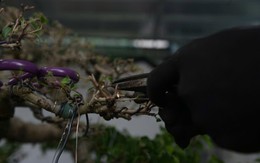 Chuyện về những người thợ thổi hồn vào cây cảnh Vị Khê ở Ninh Bình