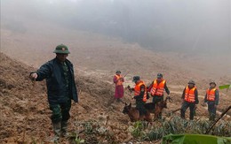 Sử dụng chó nghiệp vụ tìm kiếm nạn nhân mất tích