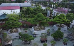 Chiêm ngưỡng bộ ba sanh cổ hiếm có ở Ninh Bình, chủ nhân từ chối bán giá triệu đô