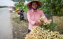 Đặc sản chỉ có một tháng ở Ninh Bình, cho thu nhập gấp 3-4 lần trồng lúa