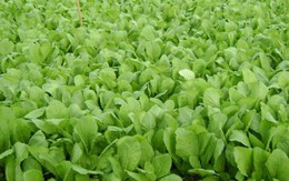 Rau cải xanh 'kỵ' gì, những người sau không nên ăn cải xanh