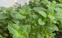 5 loại rau gia vị được ví dược liệu trong nhà vào mùa thu
