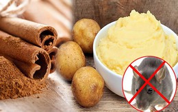 Cách xử lý ban thờ Thần tài bị chuột phá