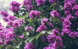 Những loại cây trồng cho bóng mát phù hợp với nhà biệt thự