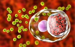 Thanh niên 22 tuổi ở Hà Nội đau họng kéo dài, đi khám mới thừa nhận một sai lầm trong chuyện 'thầm kín'