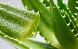 7 lý do nha đam trở thành “thần dược” trong làm đẹp