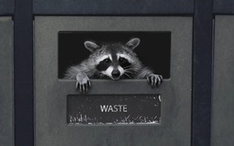 Gấu mèo thành phố đang tự thuần hóa và tiến hóa thành thú cưng!