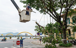Dịch vụ cắt tỉa cây xanh Đà Nẵng VerdantDN - Khi chặt cây được bảo hiểm và bồi thường