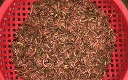 Cãi nhau với em vì mấy cân rươi, anh cả 4 năm không đến đám giỗ mẹ