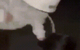 Phẫn nộ cảnh cô gái bị nhóm người bắt quỳ rồi chửi mắng, đánh liên tục