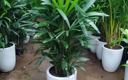 Loại cây phong thủy có dáng thanh mảnh giúp trấn trạch, thu hút tài lộc được nhà giàu vẫn thích trồng trước nhà