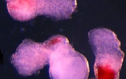 Các nhà khoa học tạo ra máu người trong phòng thí nghiệm: Bước tiến đột phá mở ra kỷ nguyên mới cho y học tái tạo