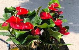 Cây phong thủy mang may mắn trồng vào mùa thu đông, Tết đến chơi hoa càng đẹp