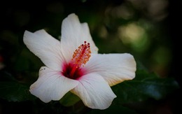 Số hưởng từ trong trứng: Sinh vào 5 ngày Âm lịch này cuộc đời an nhàn, bình yên