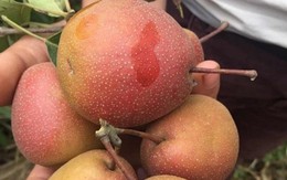 Nhiều loại quả ăn hằng ngày không khiến bạn tăng cân