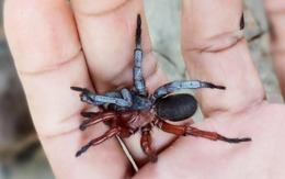 Các nhà khoa học tìm thấy một loài nhện nửa đực, nửa cái ở Thái Lan