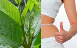 Loại lá mọc đầy vườn, đun lên uống giúp giảm cân, kiểm soát đường huyết an toàn và hiệu quả