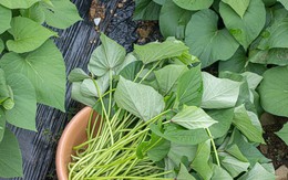 Bác sĩ giải thích lý do ăn rau lang 3 lần mỗi tuần