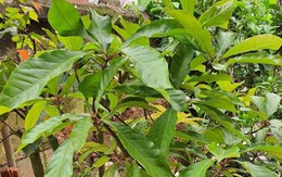 Trồng loại cây phong thủy này trước nhà, tiền tài đổ về như nước: Dễ sống, dễ chăm, hoa nở là có hỷ sự