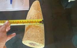 Phát hiện đoạn ngà voi nhặt được dưới sông Lò được rao bán trên mạng