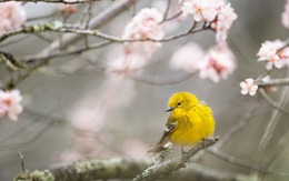 Tháng sinh Âm lịch của người làm việc tử tế, chính trực