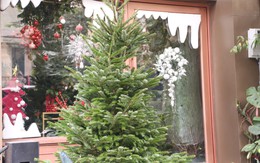 Đại gia Hà Nội chi hơn 100 triệu đồng mua thông tươi nhập khẩu đón Giáng sinh