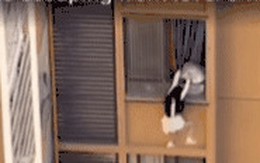 Vợ bất ngờ trở về, chồng đẩy nhân tình ra ngoài cửa sổ tầng 10 để chạy trốn