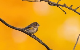 Phụ nữ sinh đúng 3 ngày Âm lịch này có Thần Tài theo chân, gia đình hưởng lộc