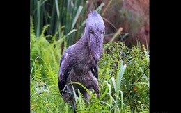 Kinh hoàng loài chim khổng lồ nuốt chửng rắn trong tích tắc